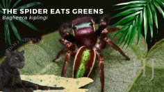 Bagheera-kiplingi-–-the-mostly-vegetarian-spider-3.jpg